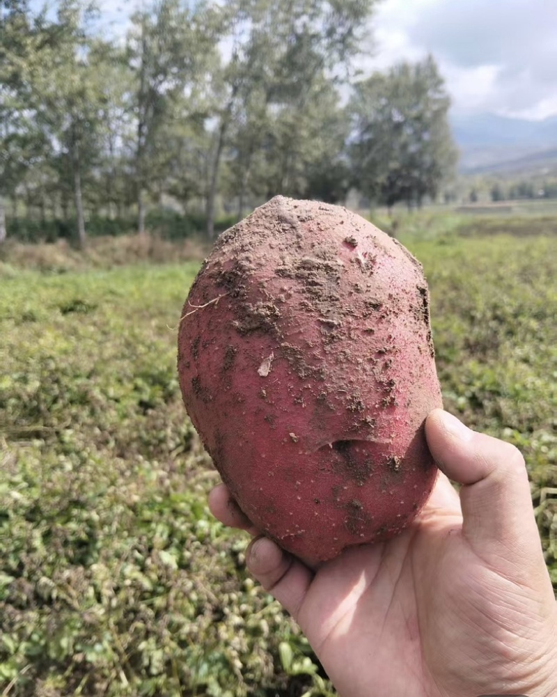 山西沁源青薯9号土豆