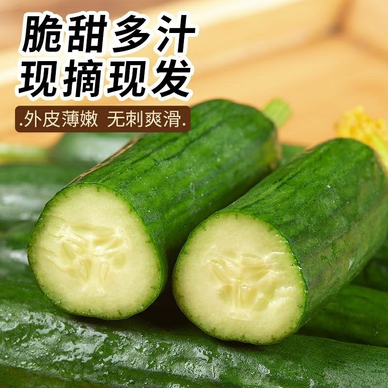 现摘水果黄瓜，无刺鲜嫩，常年有货，可视频看货，产地直发
