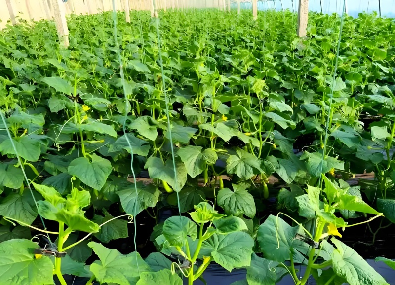 现摘水果黄瓜，无刺鲜嫩，常年有货，可视频看货，产地直发