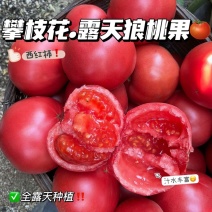 一件代发【攀枝花沙瓤西红柿）