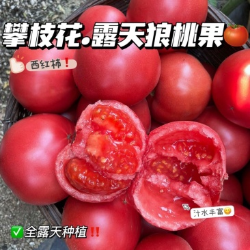 一件代发【攀枝花沙瓤西红柿）