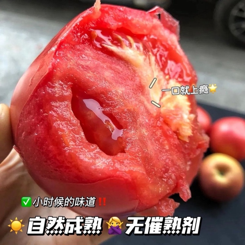 一件代发【攀枝花沙瓤西红柿）