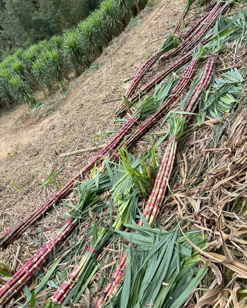 云南高原红脆皮甘蔗