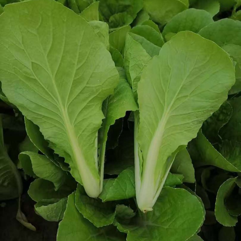 山东本地常年供应精品快菜/诚信经营/量大价优/欢迎咨询