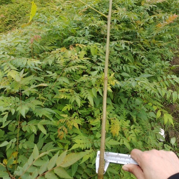 栾树苗，栾树1~2年苗，40~100欢迎选购。