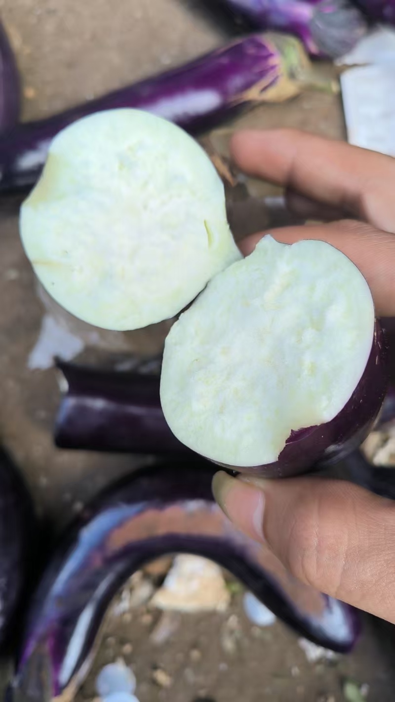 《紫长茄》紫长茄/广东长茄/产地货源/保质保量发货