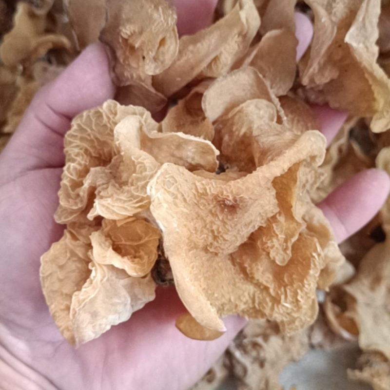 羊肚耳基地羊肚耳产地羊肚耳种植专业合作社羊肚耳产地羊肚耳