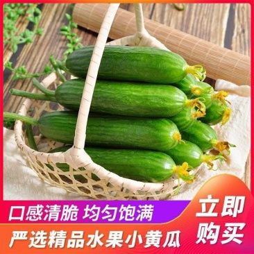 水果黄瓜，口感清甜，产地发货，品质保证，欢迎来电咨询