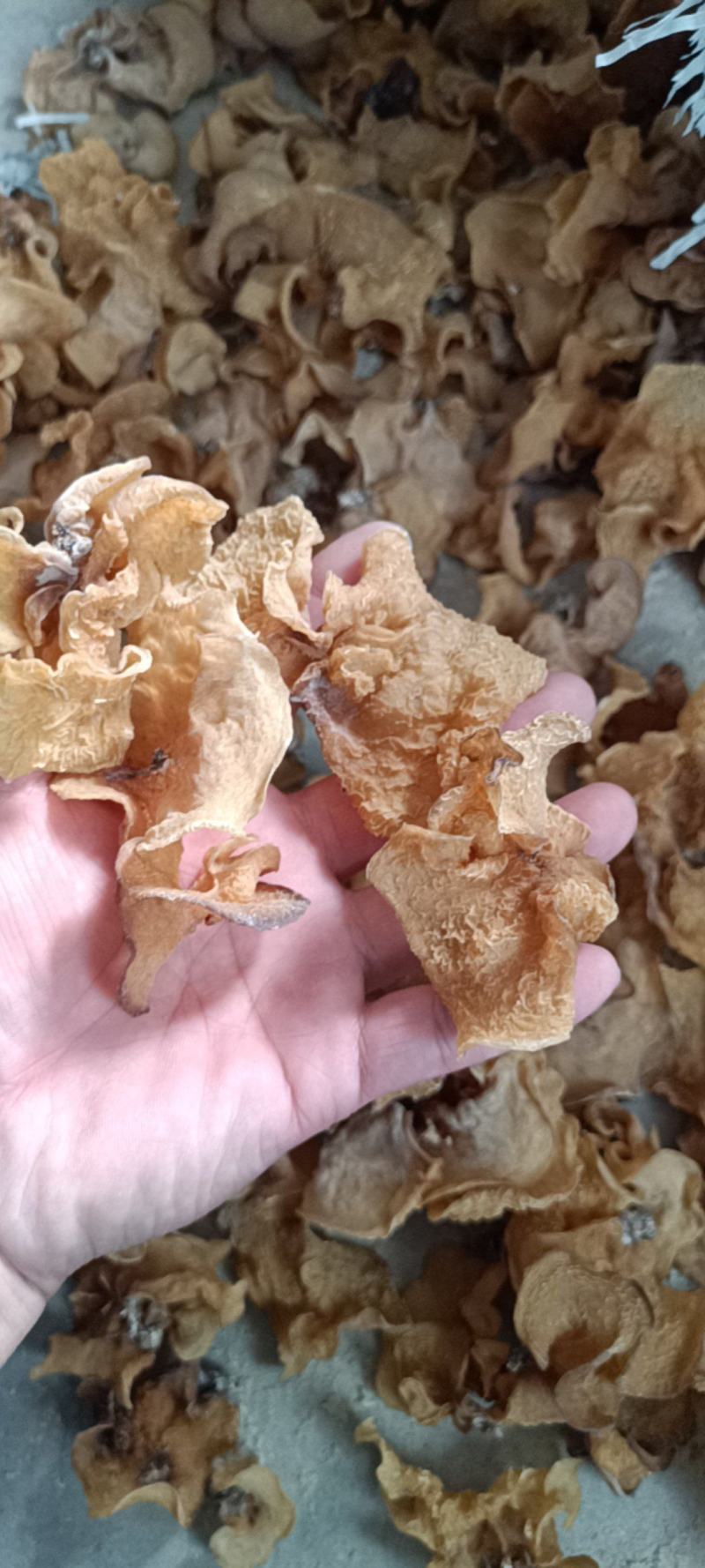 羊肚耳基地羊肚耳产地羊肚耳种植专业合作社羊肚耳产地羊肚耳