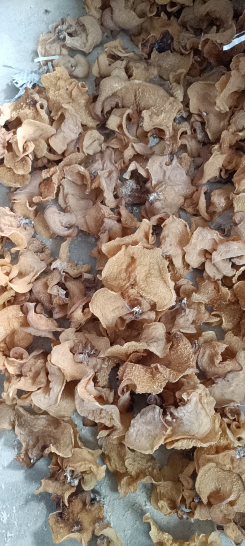 羊肚耳基地羊肚耳产地羊肚耳种植专业合作社羊肚耳产地羊肚耳