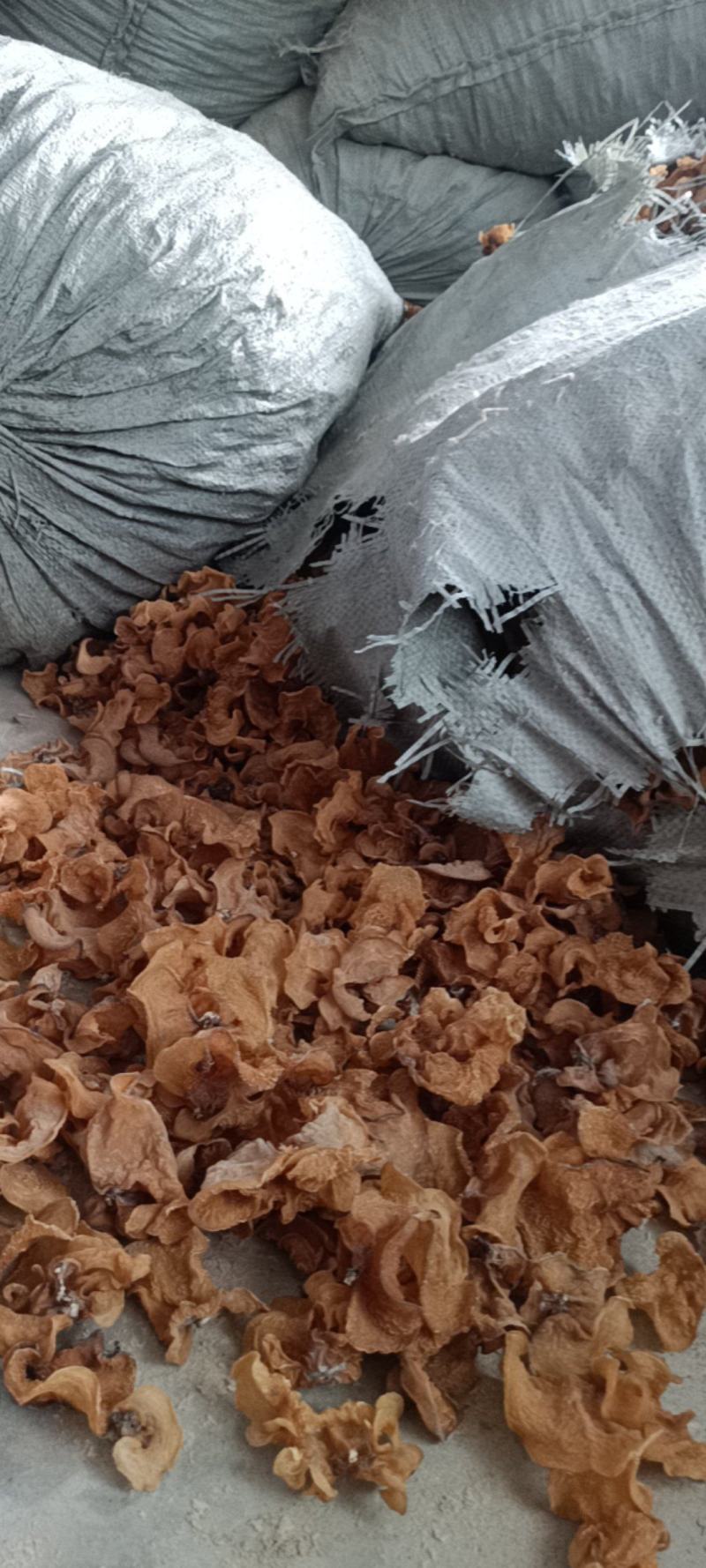 羊肚耳基地羊肚耳产地羊肚耳种植专业合作社羊肚耳产地羊肚耳