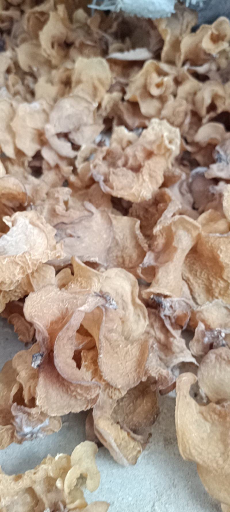 羊肚耳基地羊肚耳产地羊肚耳种植专业合作社羊肚耳产地羊肚耳