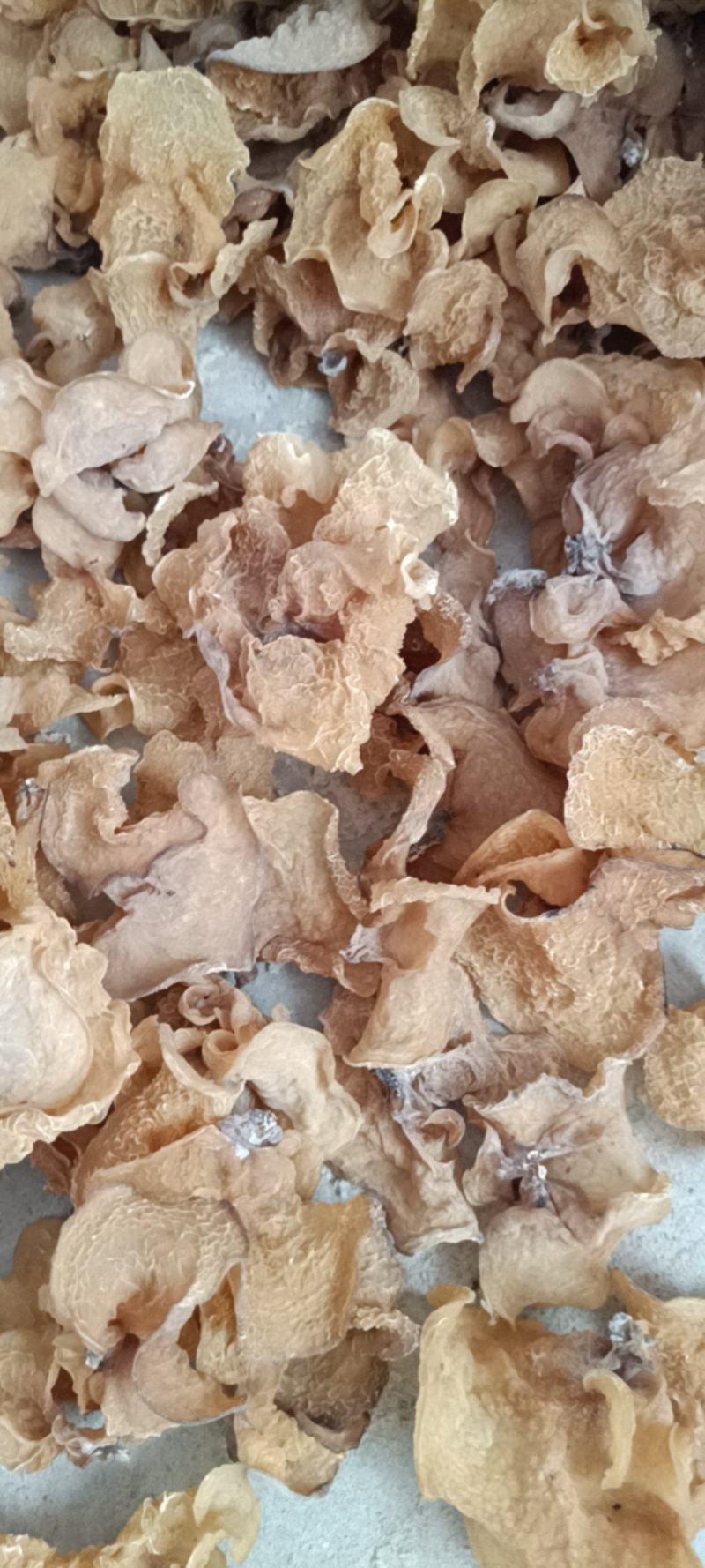 羊肚耳基地羊肚耳产地羊肚耳种植专业合作社羊肚耳产地羊肚耳