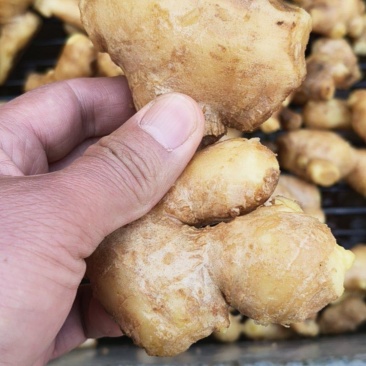 脱皮姜母