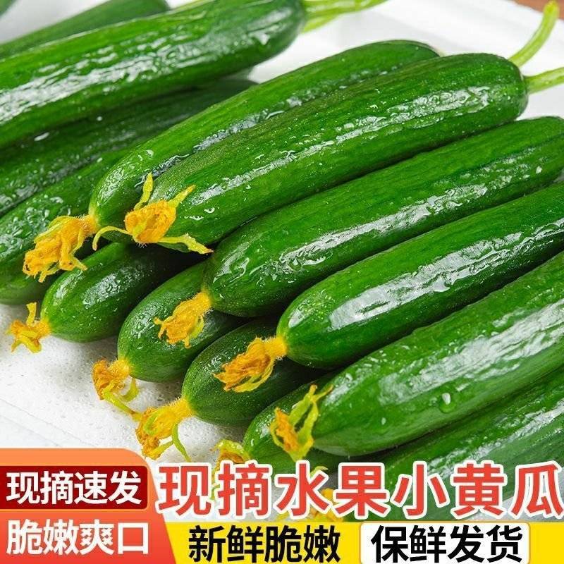 水果小黄瓜，大量供应，表皮光滑无刺，质量保证，欢迎电联