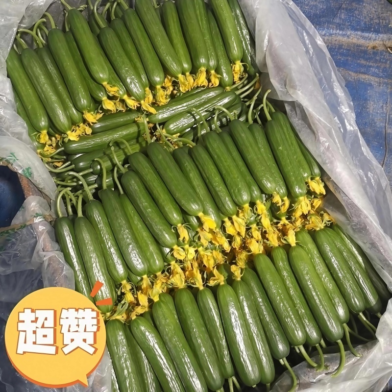 水果小黄瓜，大量供应，表皮光滑无刺，质量保证，欢迎电联