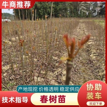 香椿苗，红油香椿，香椿树苗。苗高40~100厘米