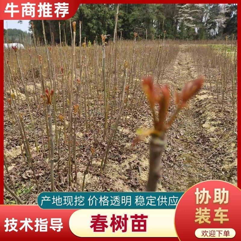 香椿苗，红油香椿，香椿树苗。苗高40~100厘米