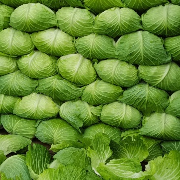 莲花白