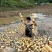 粉糯莲藕不粉你来找我