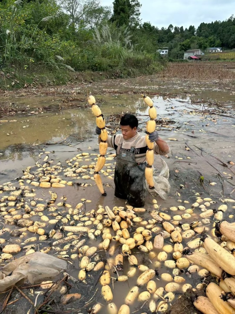 粉糯莲藕不粉你来找我