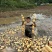 粉糯莲藕不粉你来找我