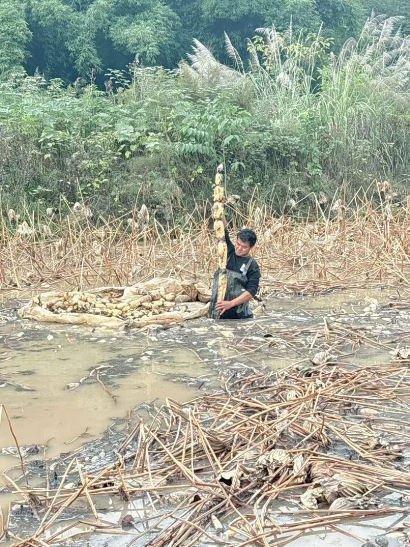 粉糯莲藕不粉你来找我