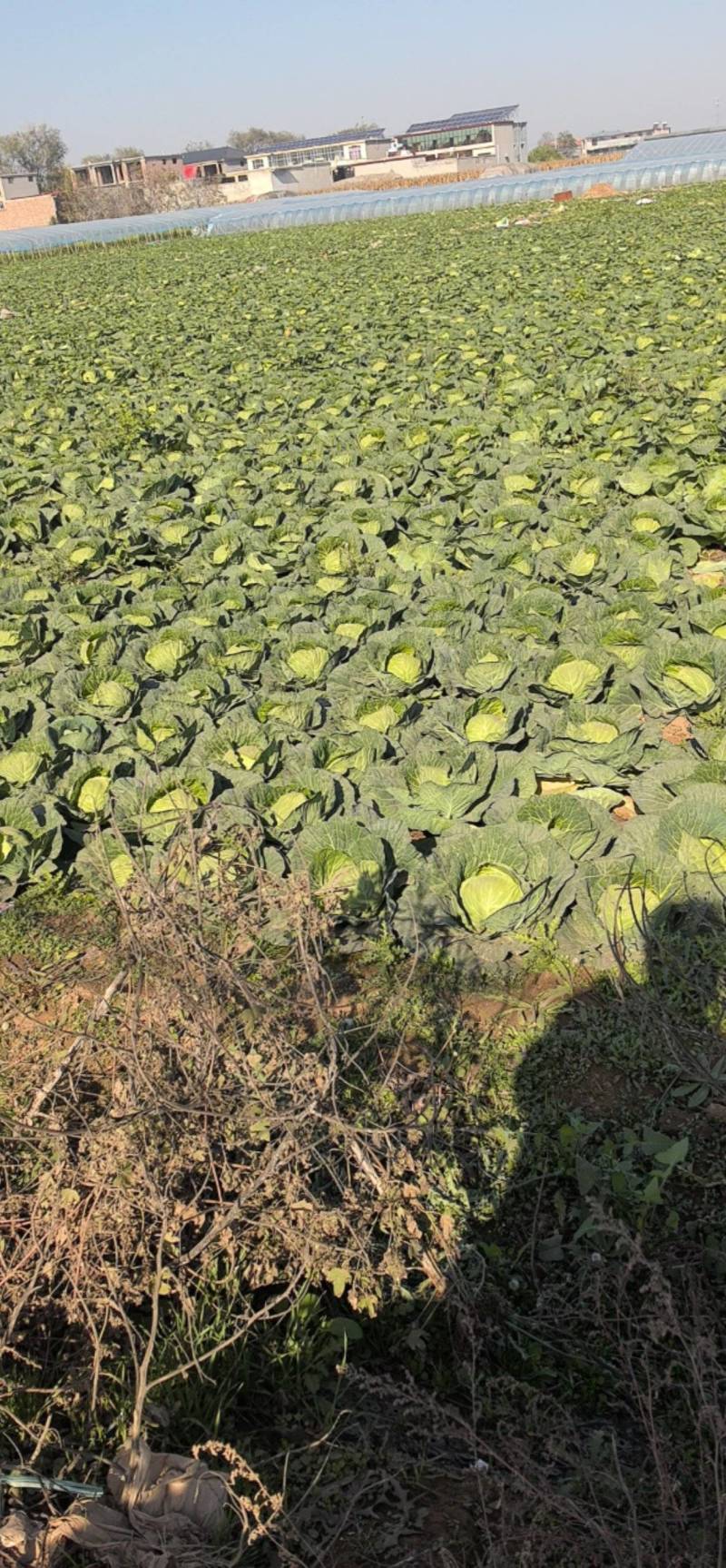 河北精品甘蓝产地直发一手货源保质保量欢迎随时电话联系