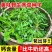 荠菜种子野生荠菜种子大叶荠菜荠菜阳台盆栽