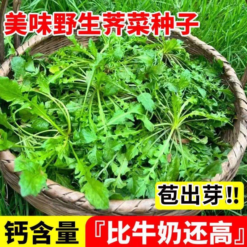 荠菜种子野生荠菜种子大叶荠菜荠菜阳台盆栽