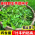 荠菜种子野生荠菜种子大叶荠菜荠菜阳台盆栽