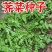 荠菜种子野生荠菜种子大叶荠菜荠菜阳台盆栽