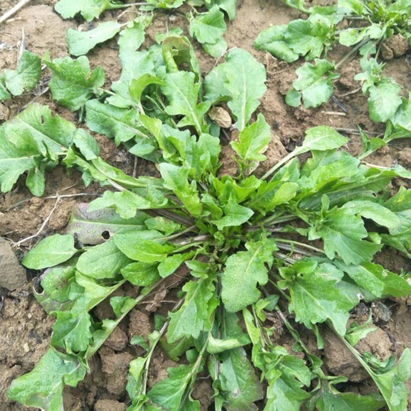 荠菜种子野生荠菜种子大叶荠菜荠菜阳台盆栽