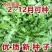 荠菜种子野生荠菜种子大叶荠菜荠菜阳台盆栽