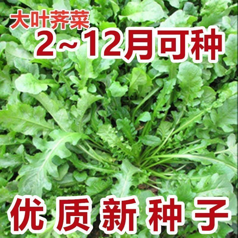 荠菜种子野生荠菜种子大叶荠菜荠菜阳台盆栽