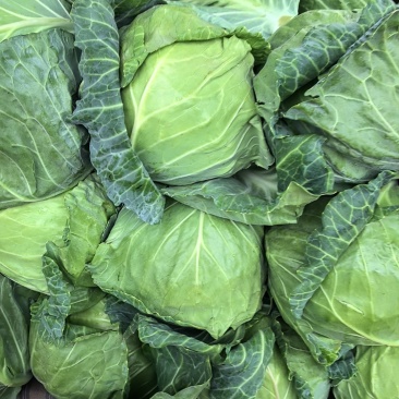 河北精品甘蓝产地直发一手货源保质保量欢迎随时电话联系