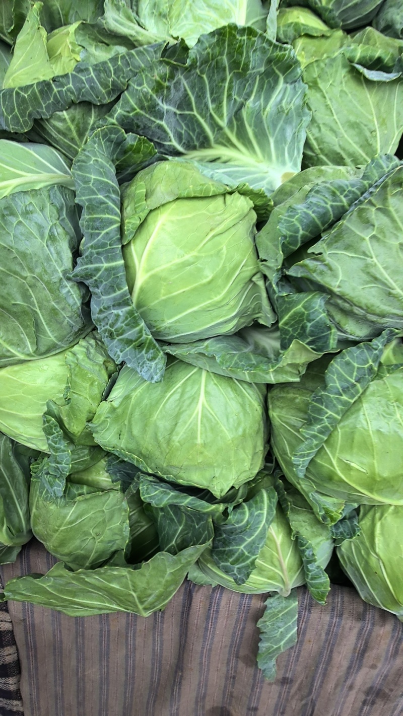 河北精品甘蓝产地直发一手货源保质保量欢迎随时电话联系