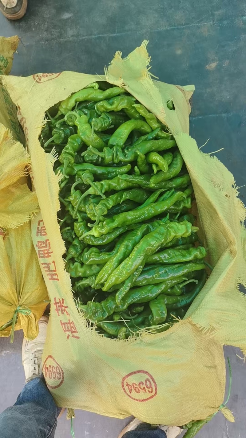 《拢椒》螺丝椒/广东辣椒/产地货源/大量上市/保质保量