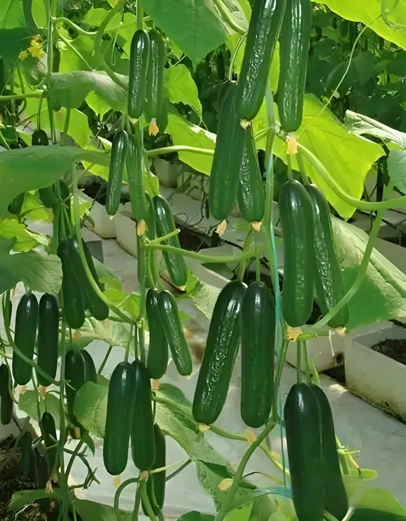 水果小黄瓜，大量供应，表皮光滑无刺，质量保证，欢迎电联