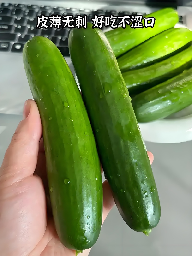 水果小黄瓜，大量供应，表皮光滑无刺，质量保证，欢迎电联
