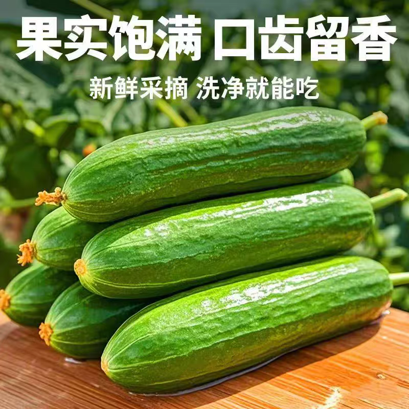 山东潍坊寿光水果小黄瓜，现摘现发，对接全国市场可视频看货
