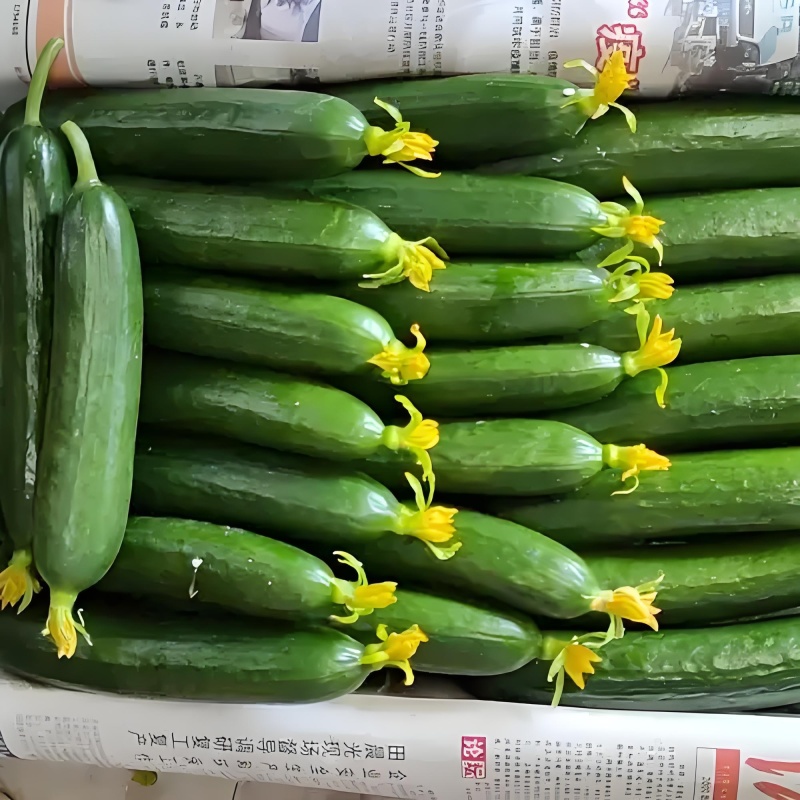 山东潍坊寿光水果小黄瓜，现摘现发，对接全国市场可视频看货