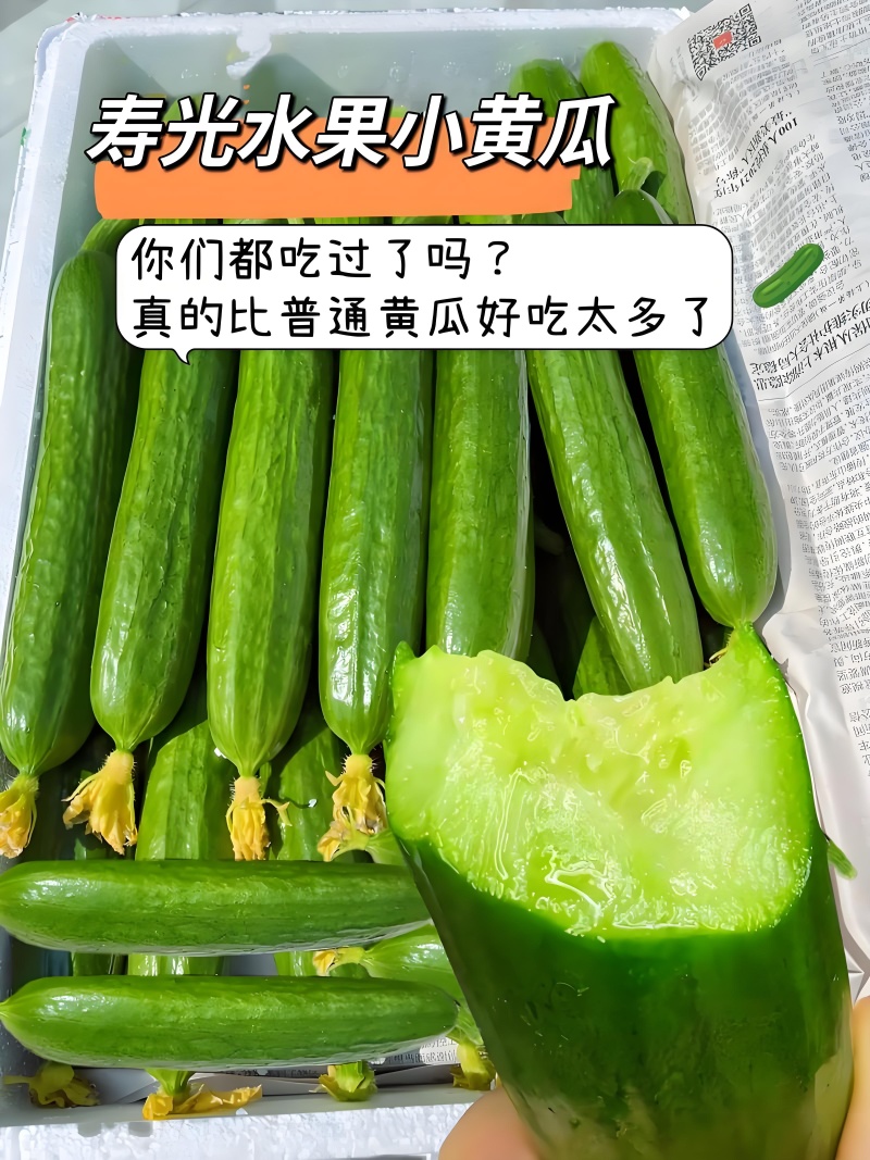 山东潍坊寿光水果小黄瓜，现摘现发，对接全国市场可视频看货