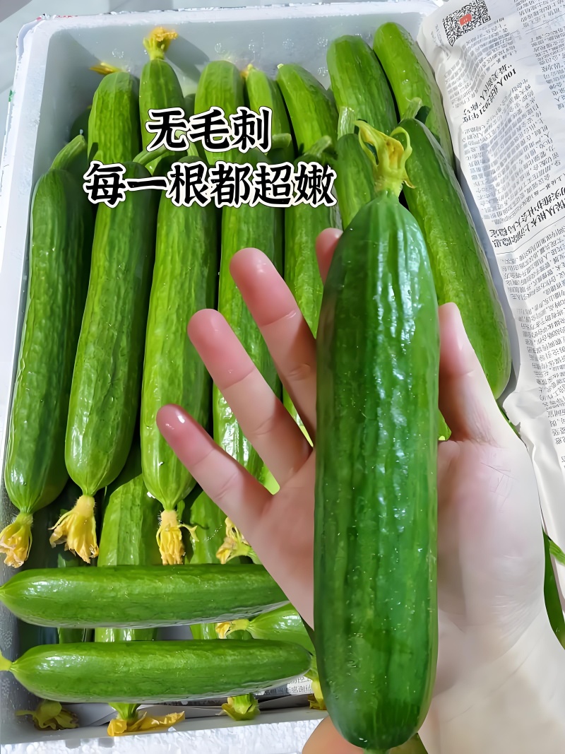 山东潍坊寿光水果小黄瓜，现摘现发，对接全国市场可视频看货