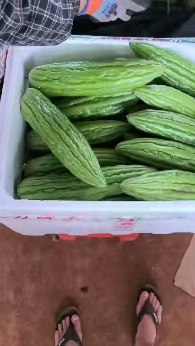 《精品苦瓜》油绿苦瓜/广东苦瓜/产地直发/大批量供应批发