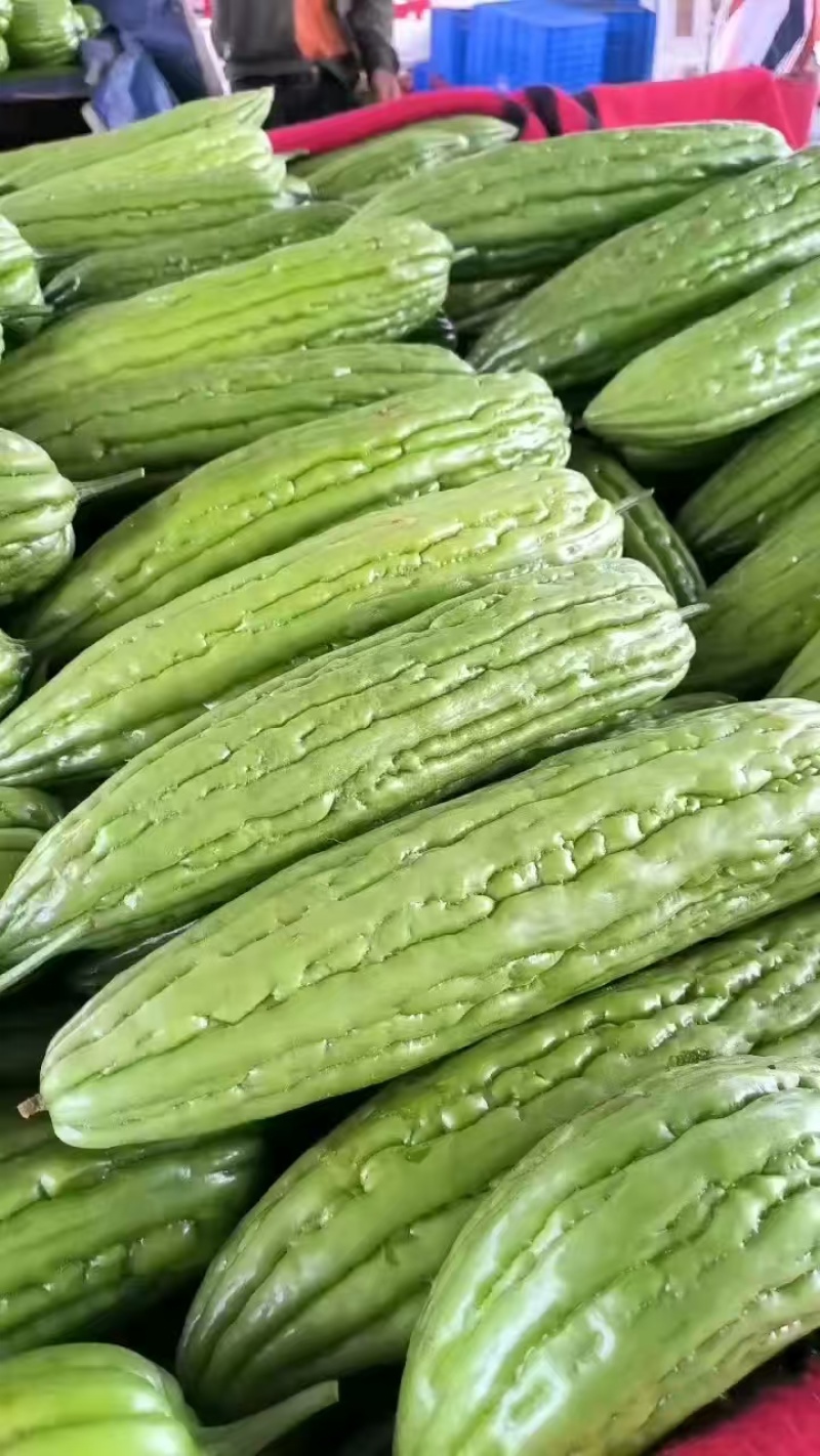 《精品苦瓜》油绿苦瓜/广东苦瓜/产地直发/大批量供应批发