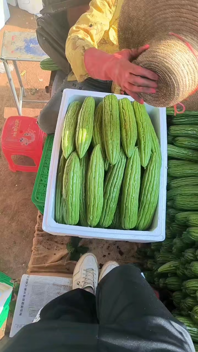 《精品苦瓜》油绿苦瓜/广东苦瓜/产地直发/大批量供应批发