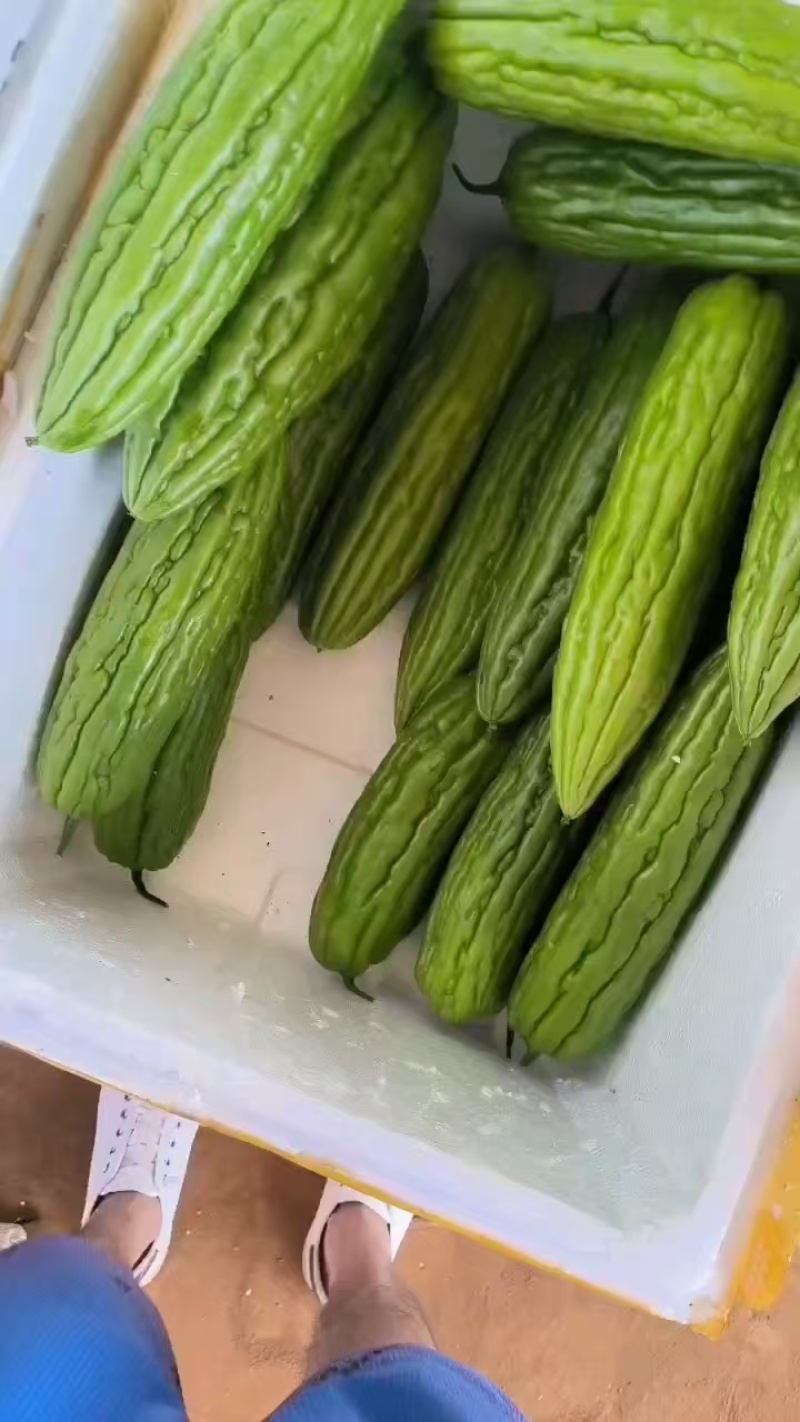 《精品苦瓜》油绿苦瓜/广东苦瓜/产地直发/大批量供应批发