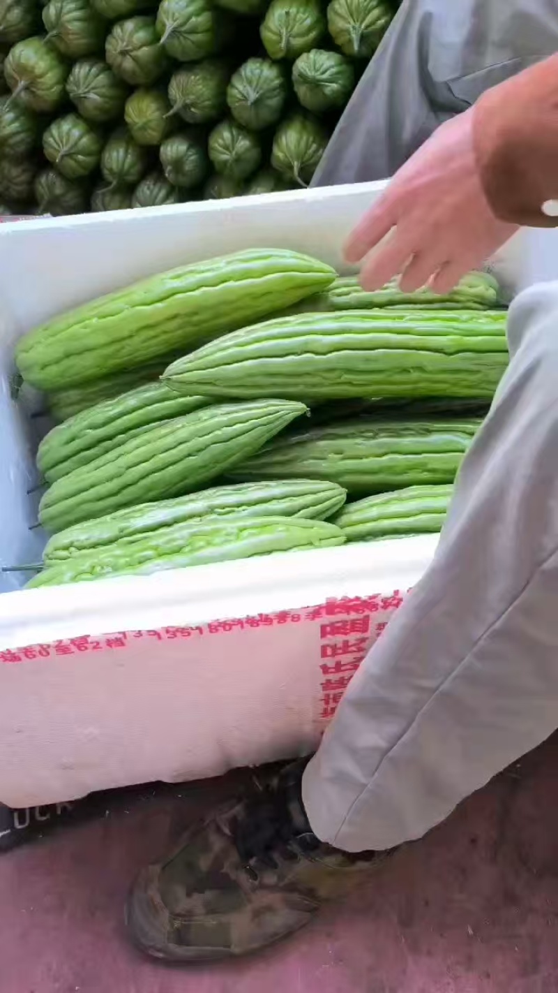 《精品苦瓜》油绿苦瓜/广东苦瓜/产地直发/大批量供应批发