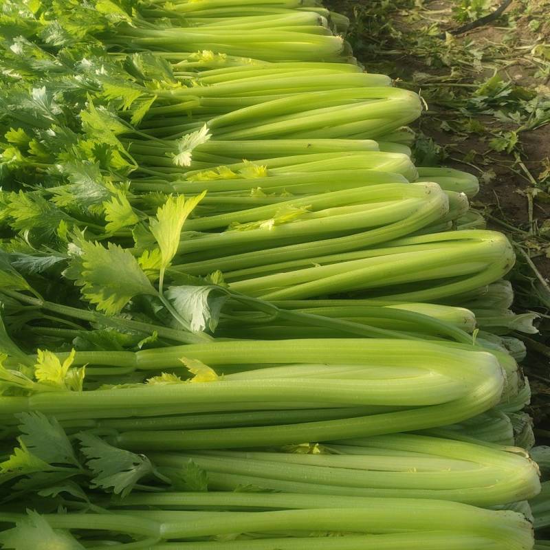 芹菜有货
